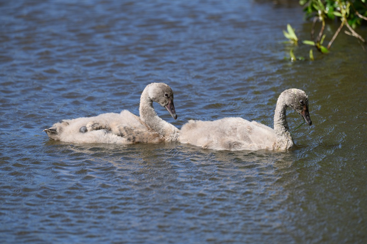 Black Swan - ML644740936