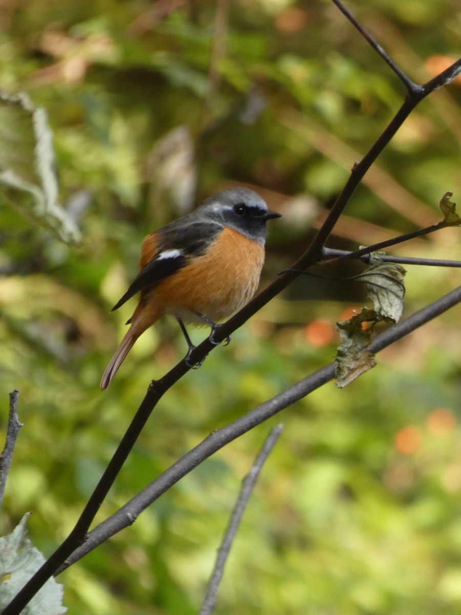 Daurian Redstart - ML644740937