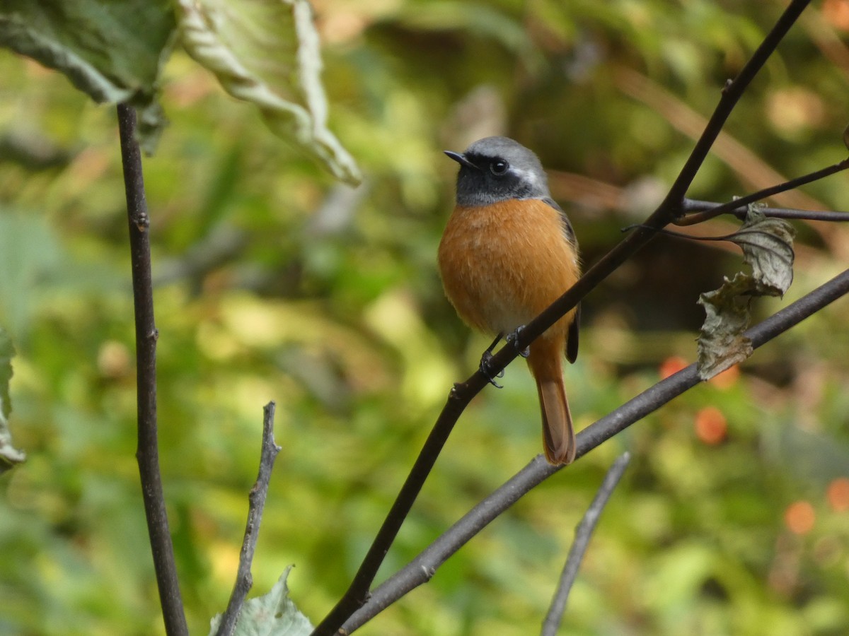 Daurian Redstart - ML644740938