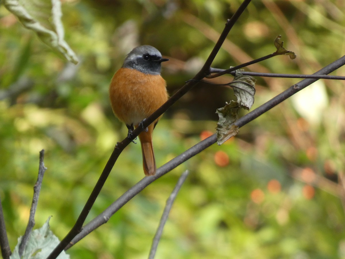 Daurian Redstart - ML644740939