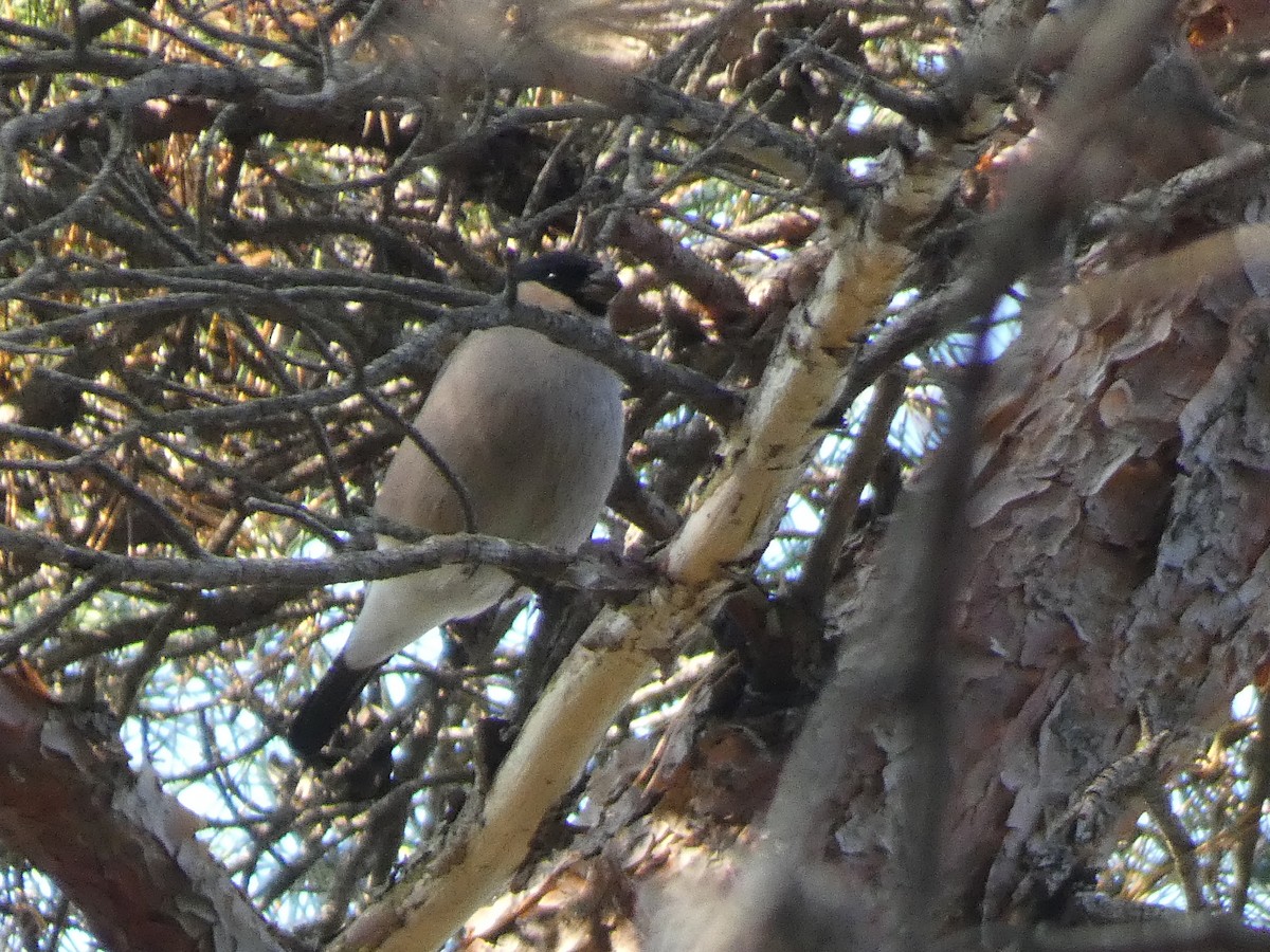 Ciuffolotto - ML644740941