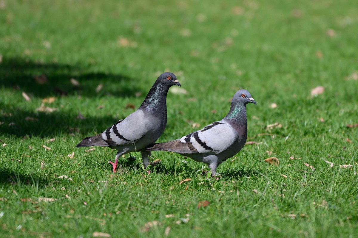 Rock Pigeon (Feral Pigeon) - ML644740942