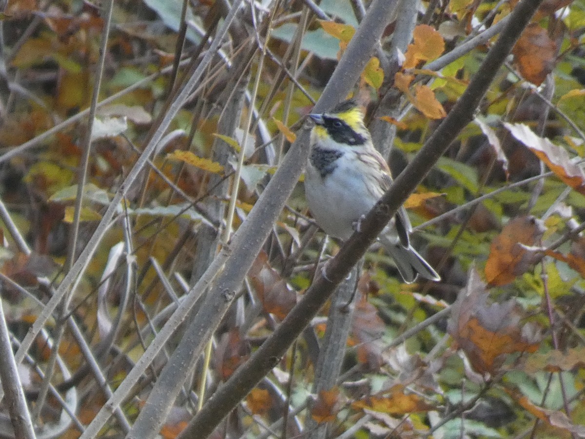 Yellow-throated Bunting - ML644740943