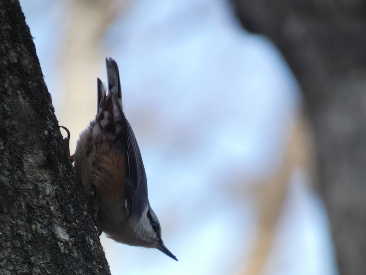 Повзик звичайний - ML644740944