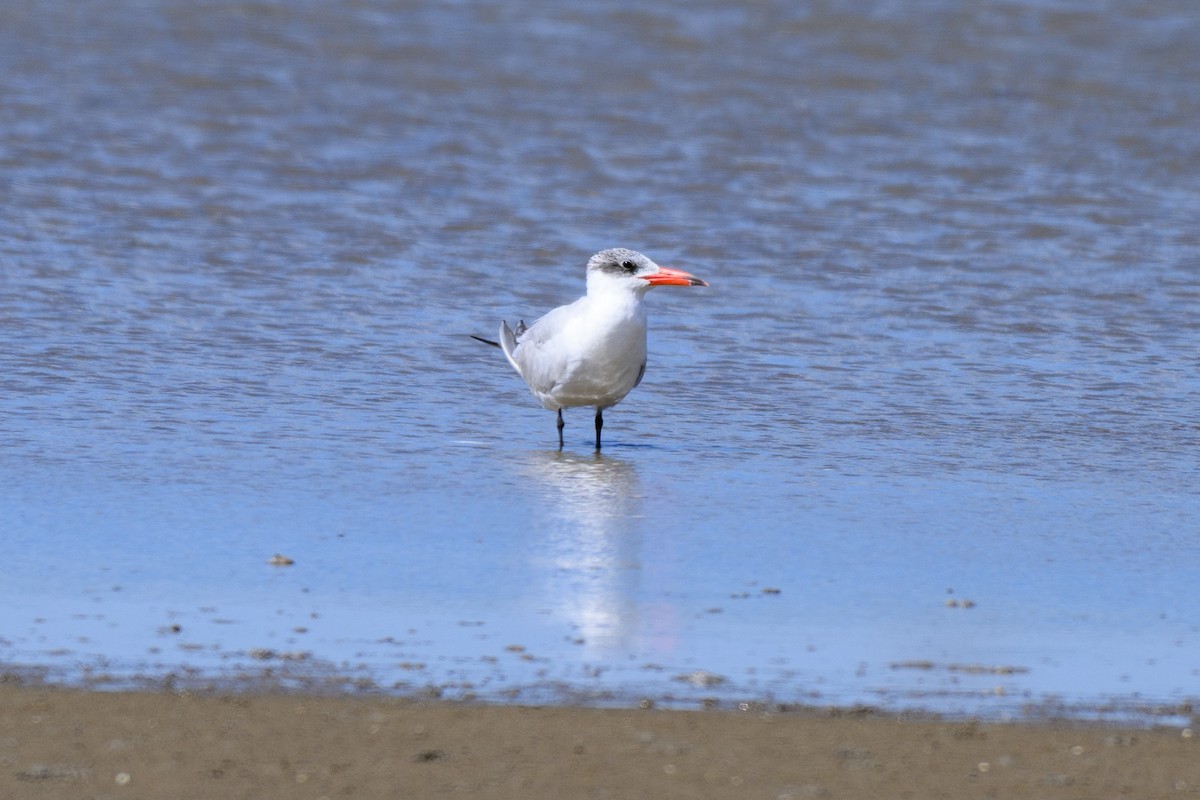 Caspian Tern - ML644740945
