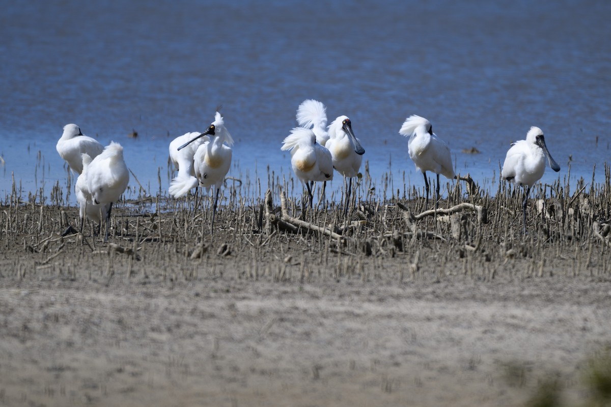 Косар королівський - ML644740957