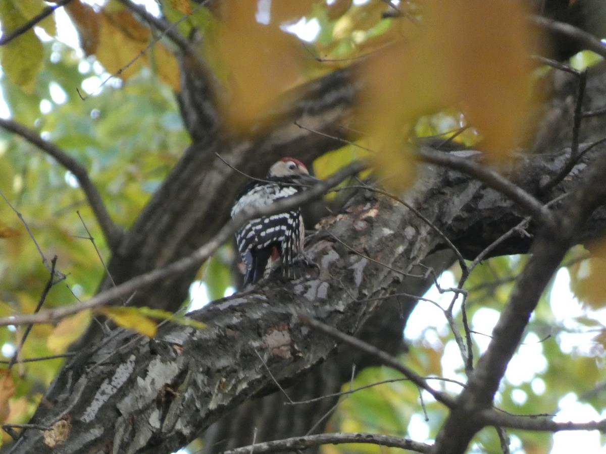 Picchio dorsobianco - ML644740969