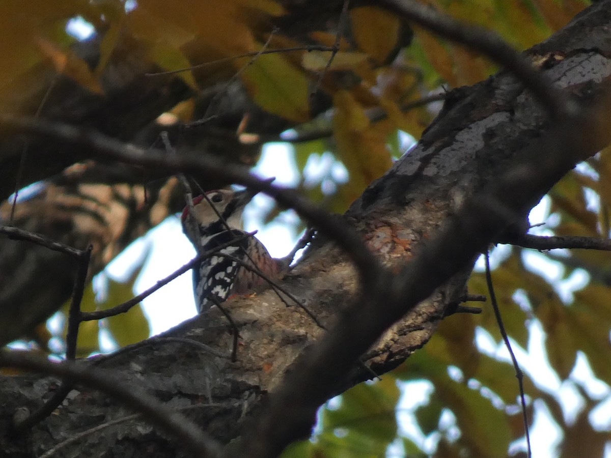 Picchio dorsobianco - ML644740970