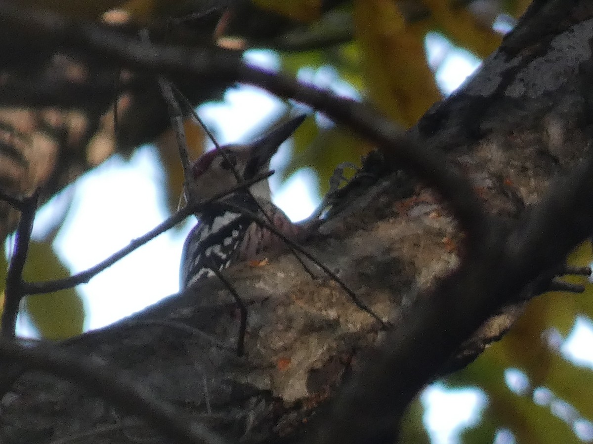 Picchio dorsobianco - ML644740971