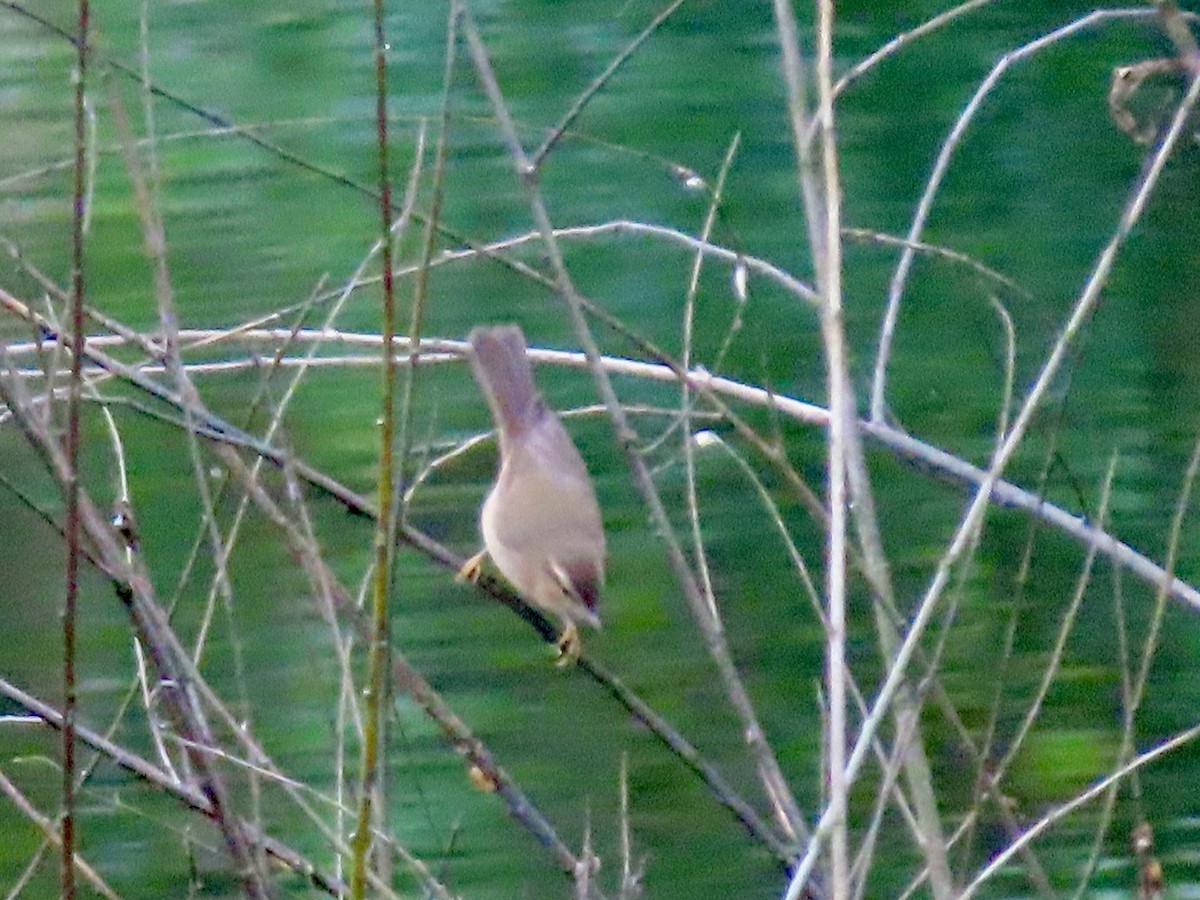 עלווית כהה - ML644740974