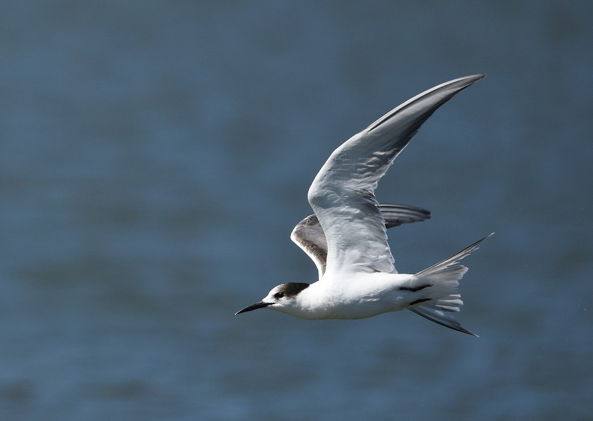 燕鷗 - ML644740975