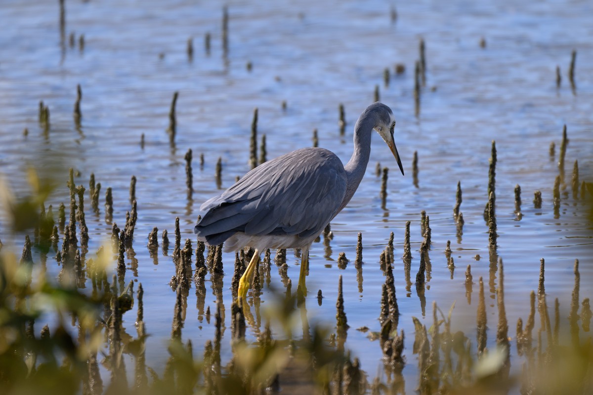 White-faced Heron - ML644740976