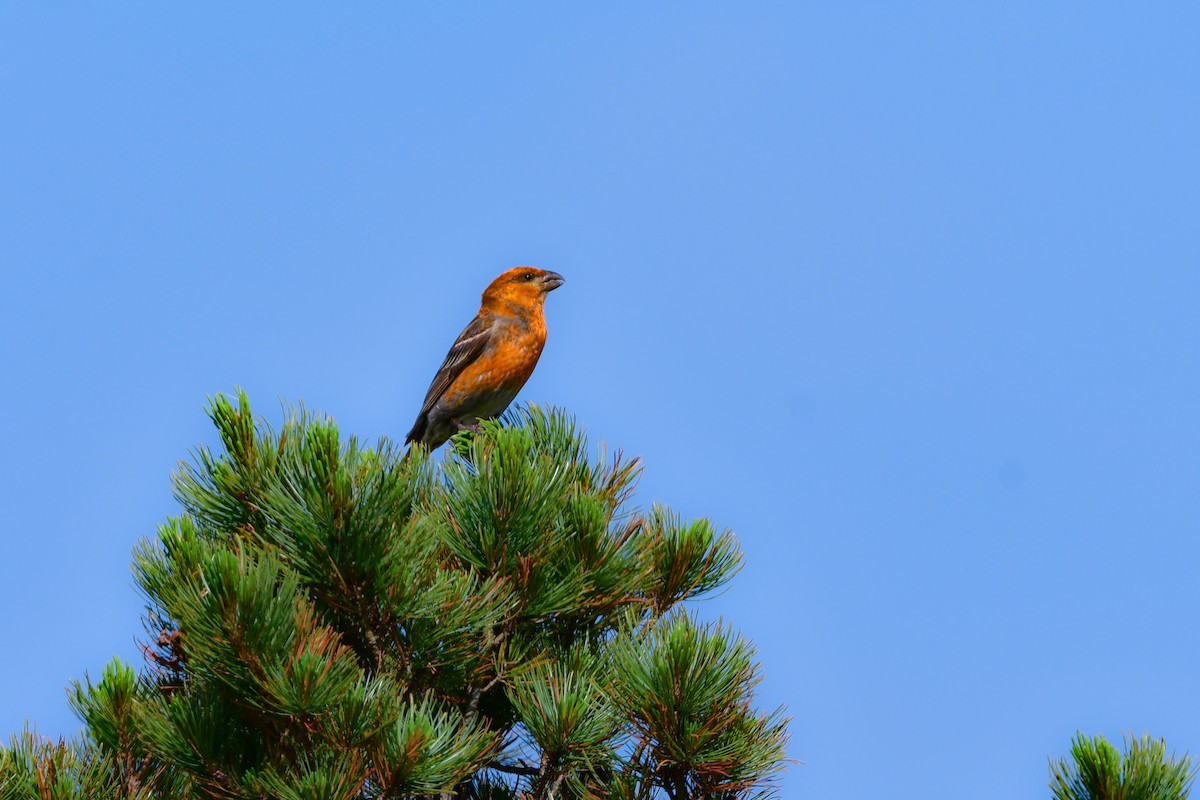 Tayga Çütresi - ML644740977