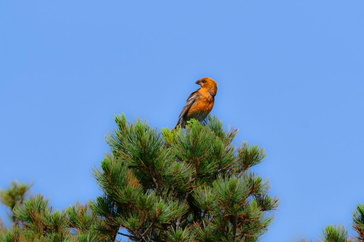 Tayga Çütresi - ML644740978