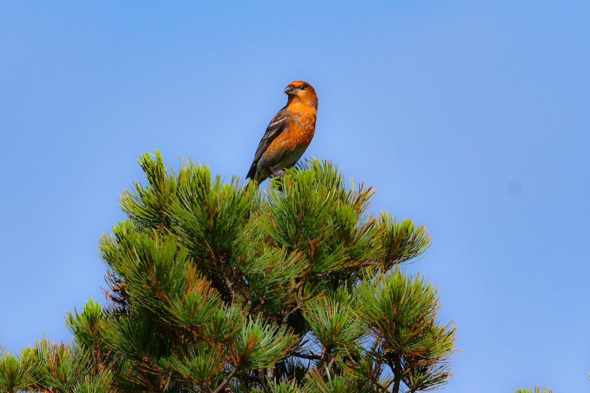 Tayga Çütresi - ML644740979