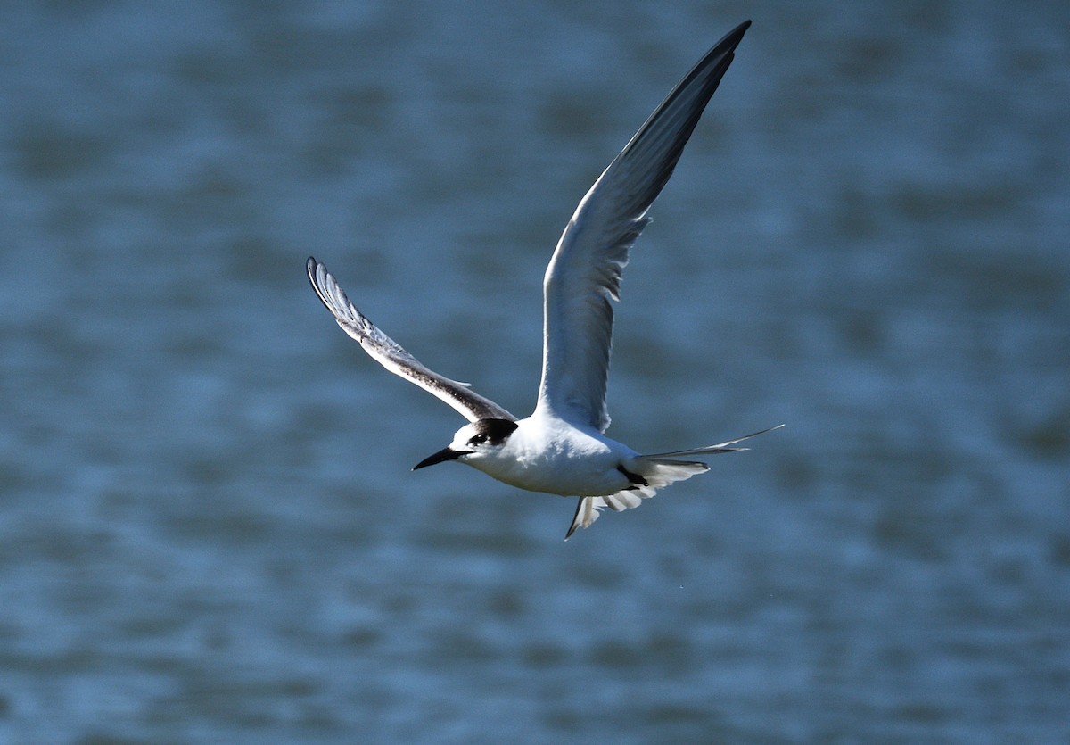 燕鷗 - ML644740982