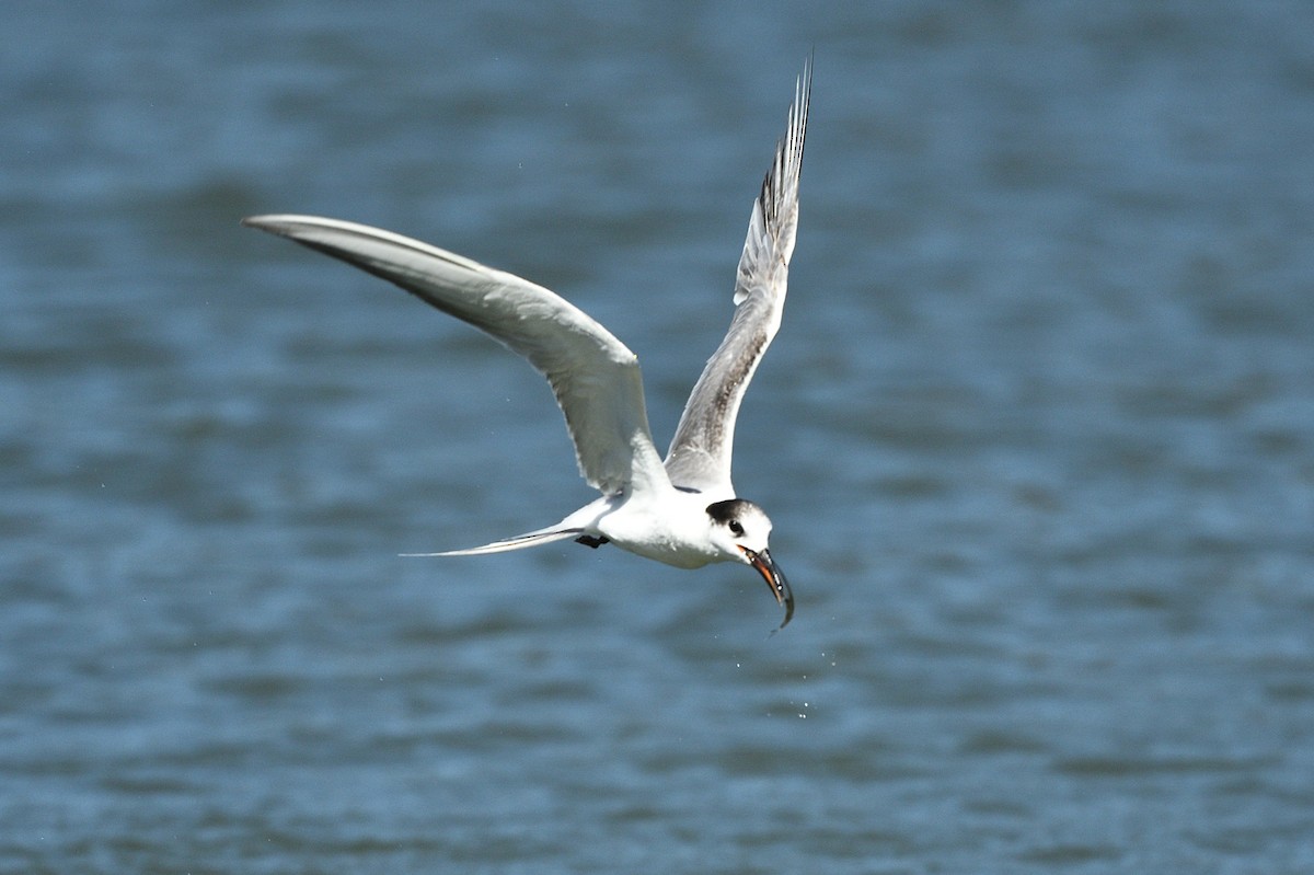 燕鷗 - ML644740983