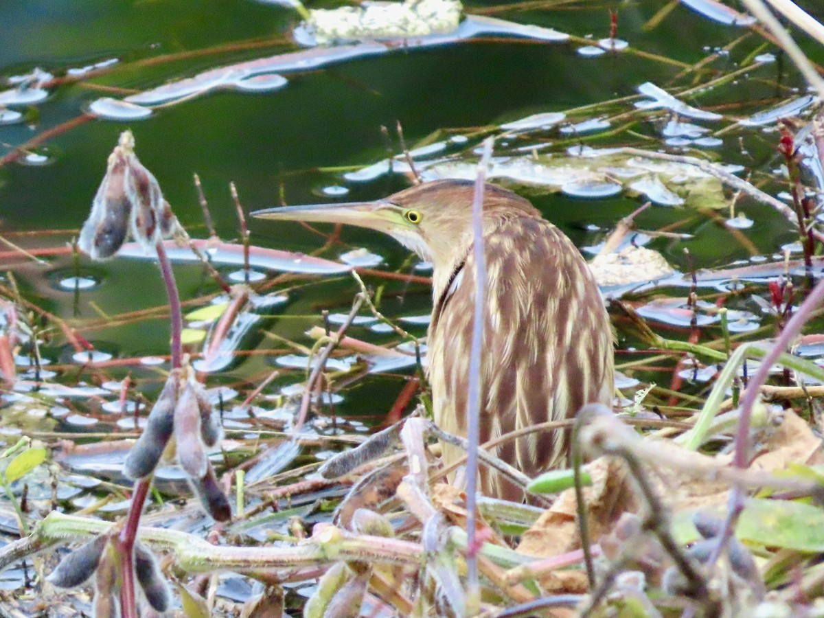 Yellow Bittern - ML644740984