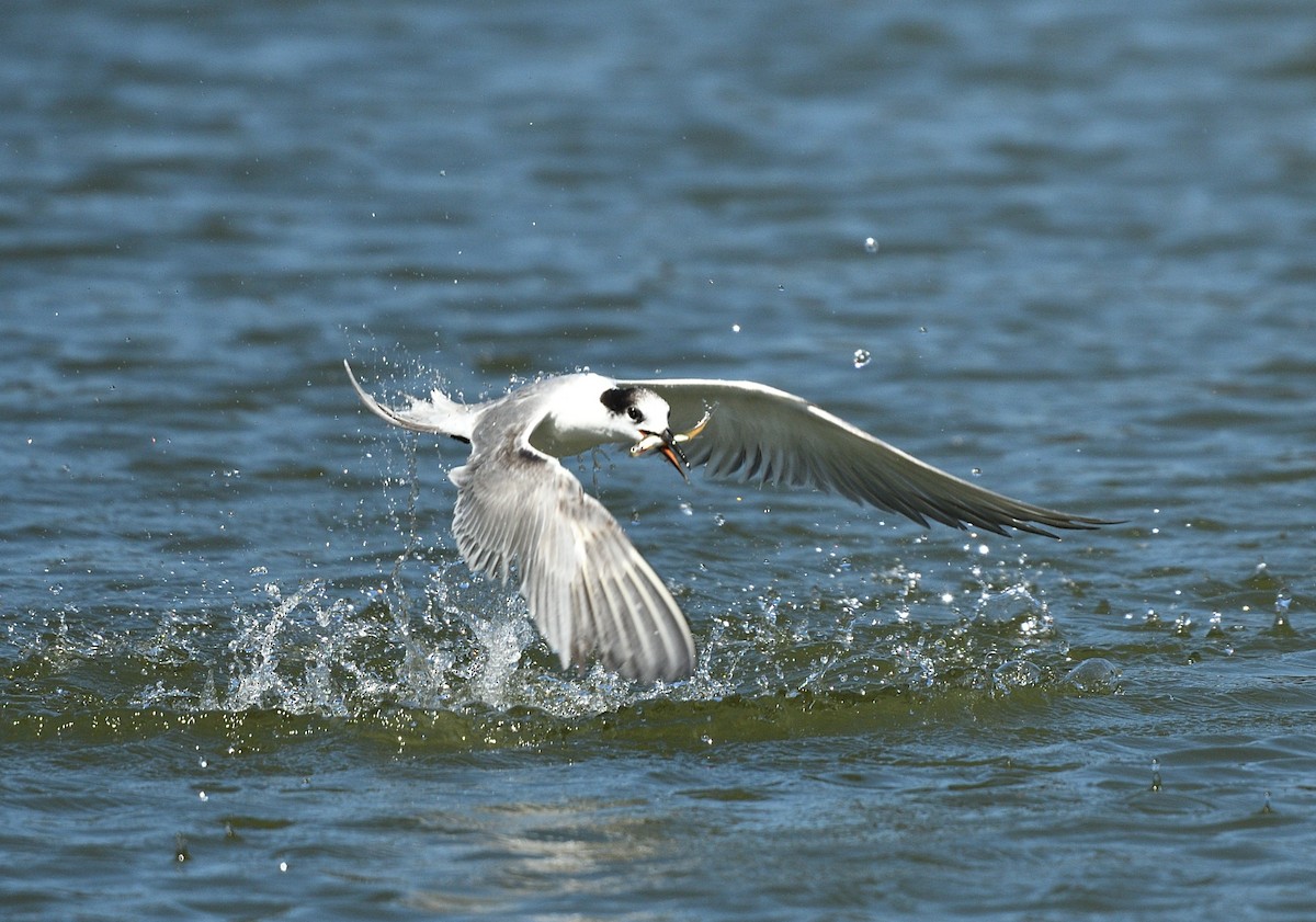 燕鷗 - ML644740986