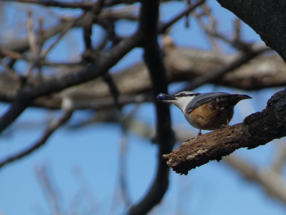 Повзик звичайний - ML644740990