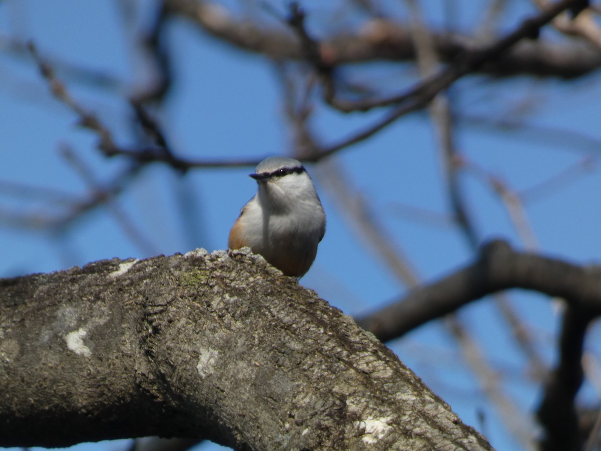 Повзик звичайний - ML644740991