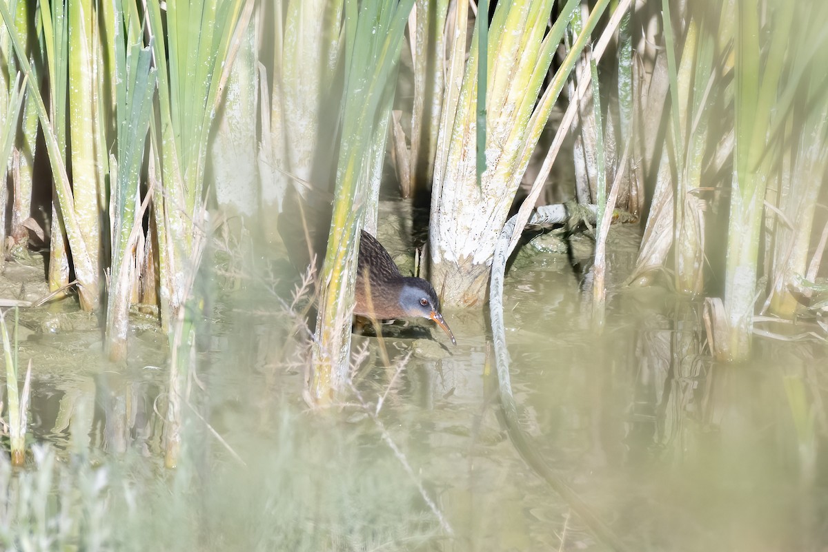Virginia Rail - ML644740994