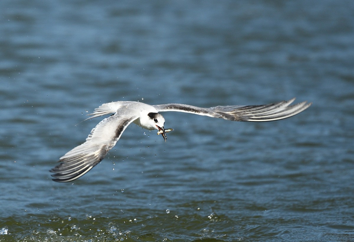 燕鷗 - ML644740995