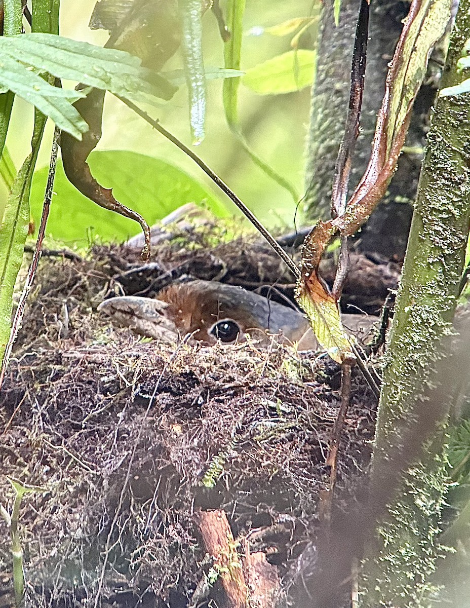 Giant Antpitta - ML644741000