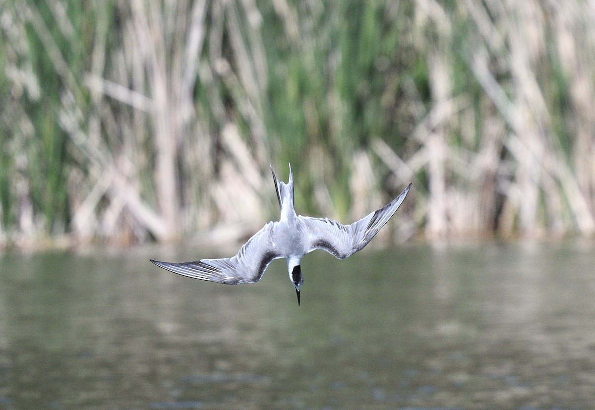 燕鷗 - ML644741002