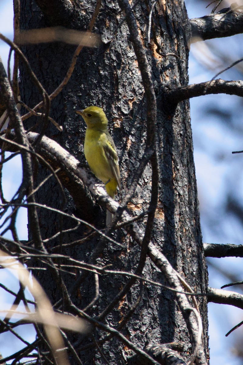 Western Tanager - ML644741003