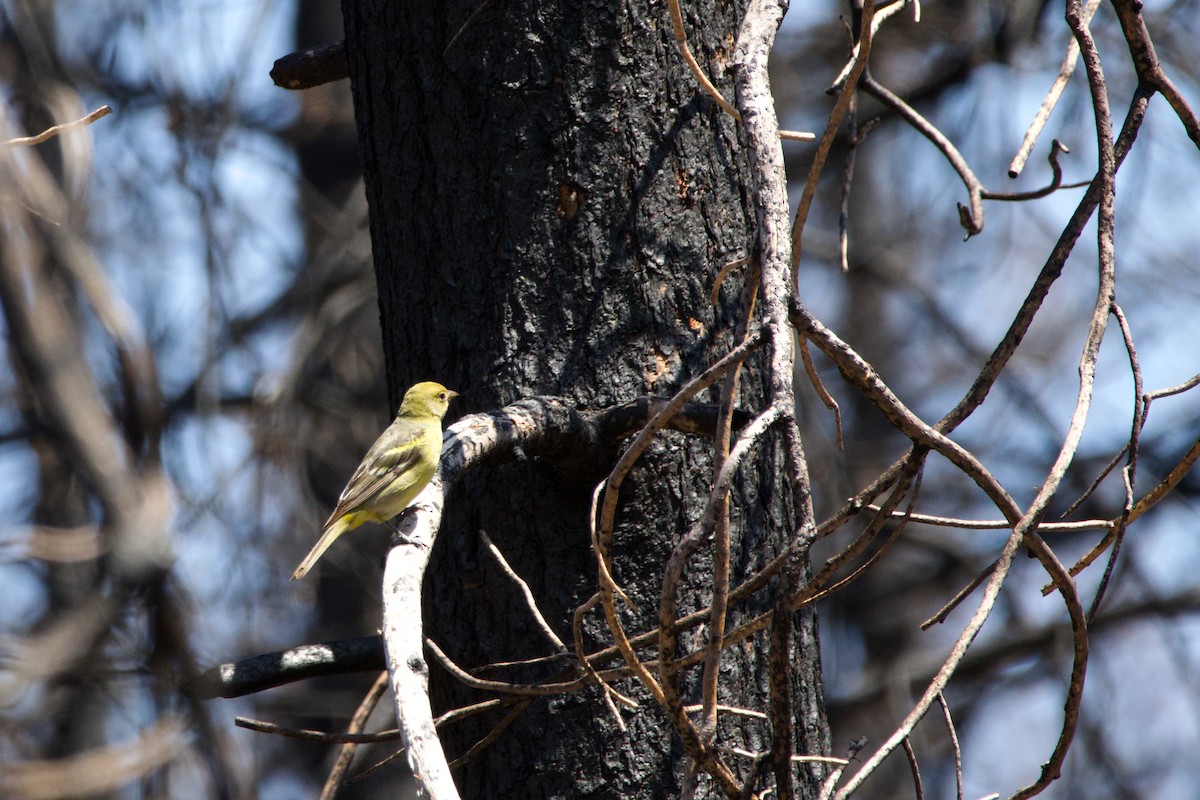 Western Tanager - ML644741004