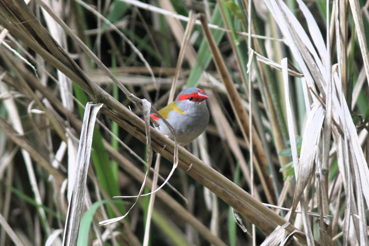 Red-browed Firetail - ML644741011
