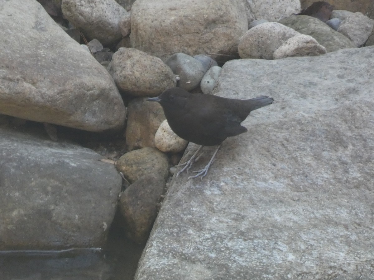 Brown Dipper - ML644741014