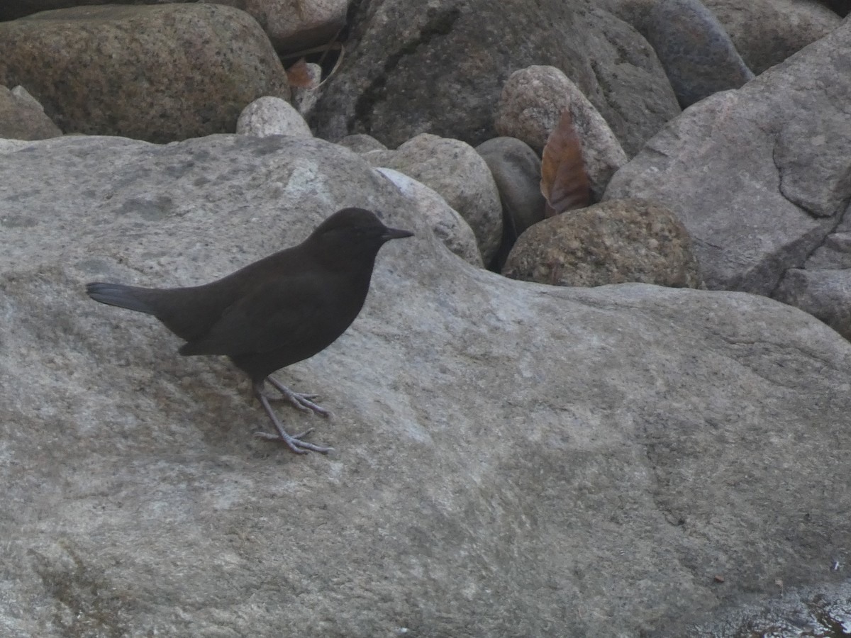 Brown Dipper - ML644741015