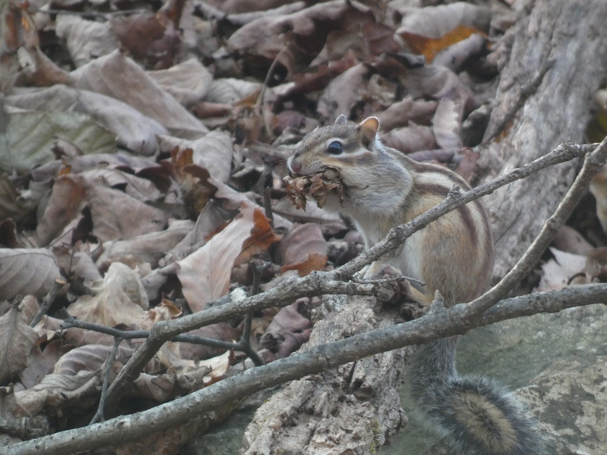 Tamia siberiano - ML644741029