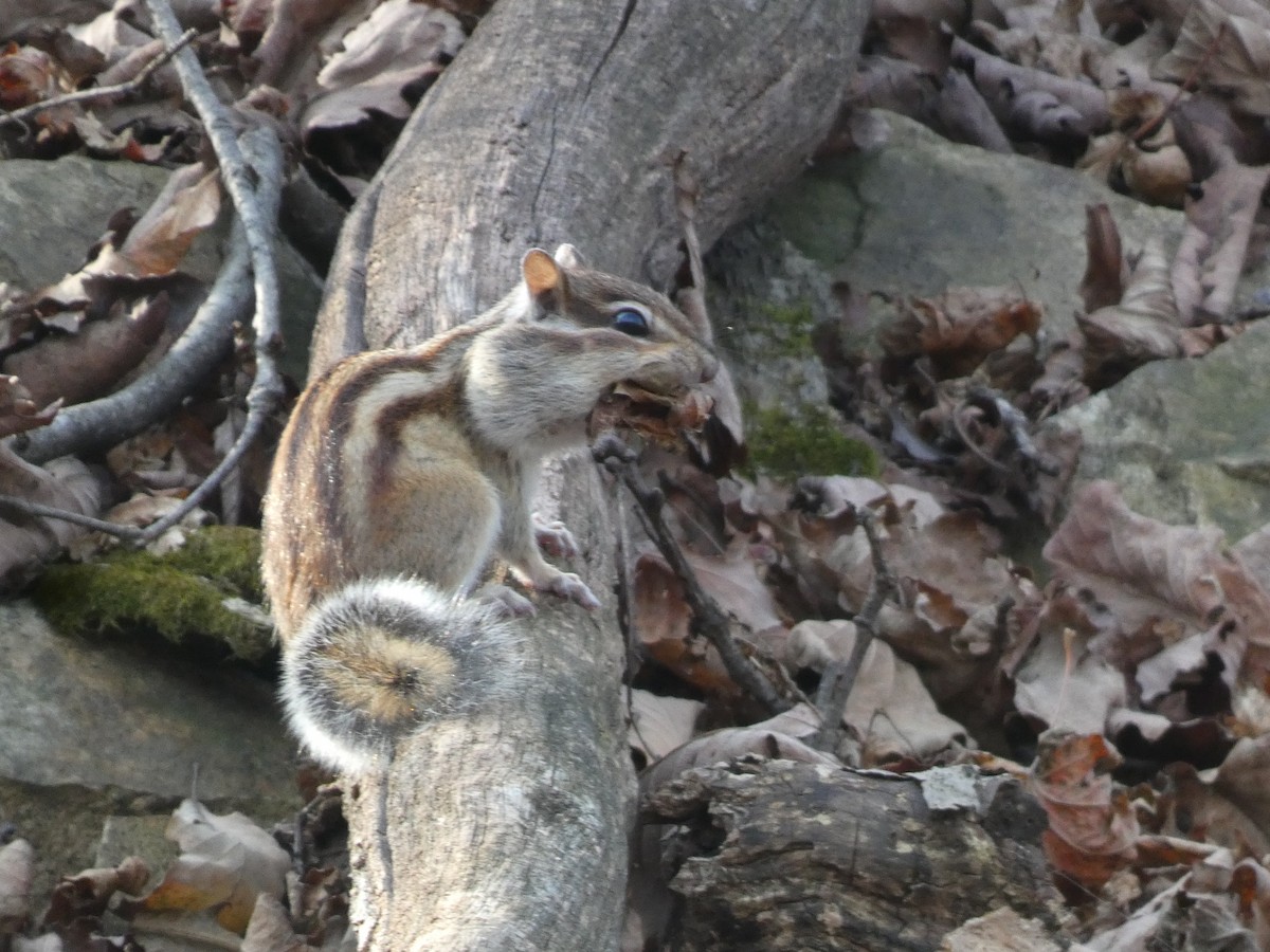 Tamia siberiano - ML644741030