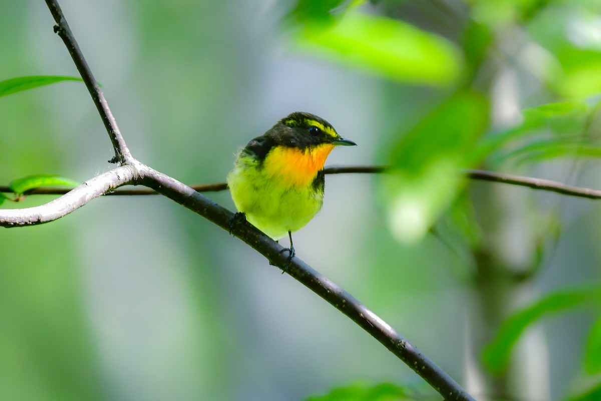 黃眉黃鶲 - ML644741032