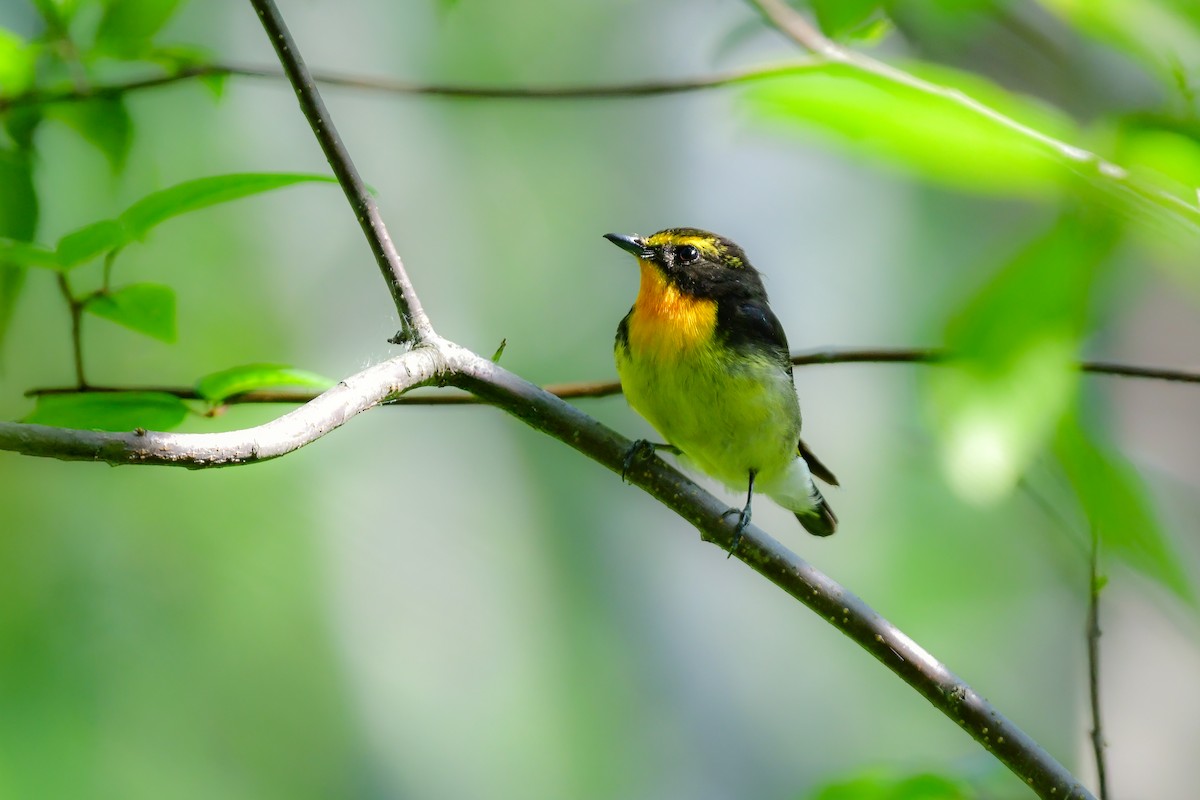 黃眉黃鶲 - ML644741033