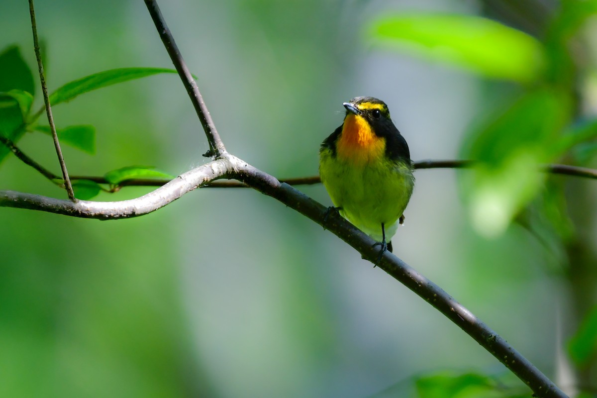 黃眉黃鶲 - ML644741034