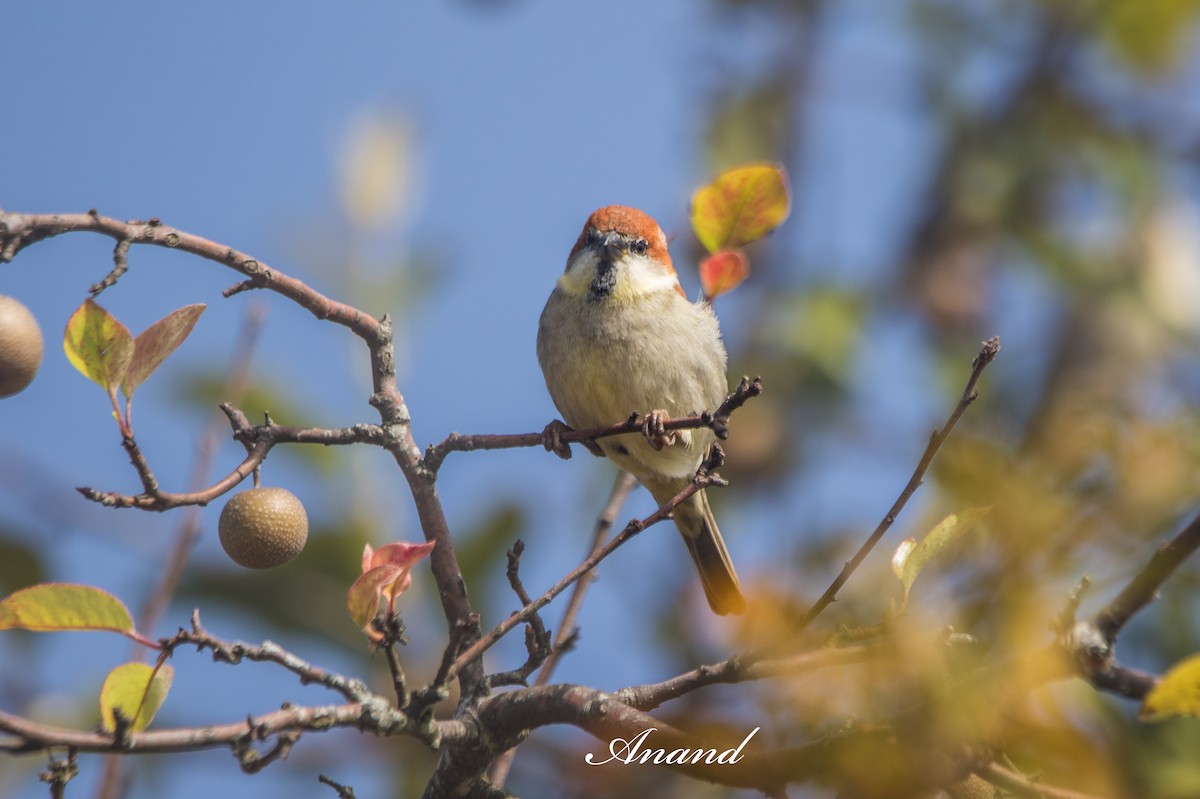 Горобець рудий - ML644741040