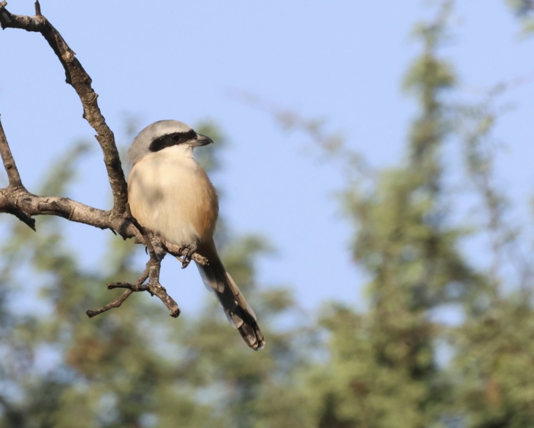 Long-tailed Shrike - ML644741043