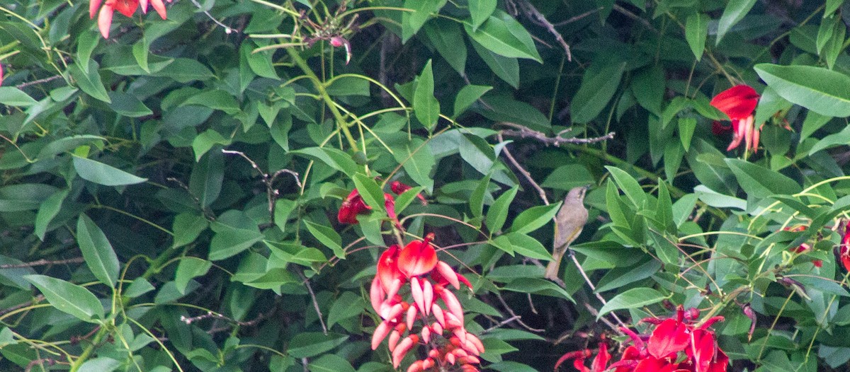 Brown Honeyeater - ML644741108