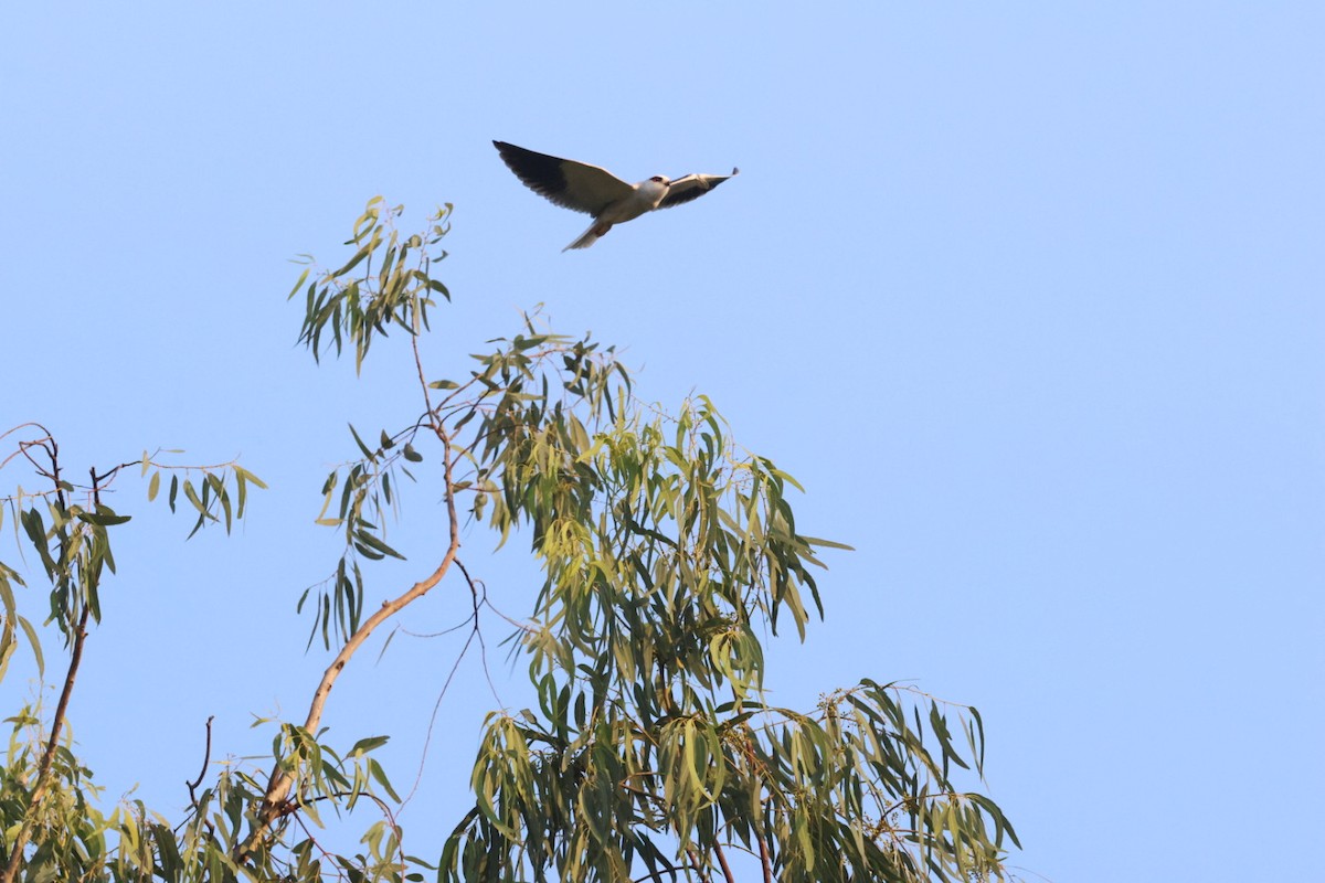 Black-winged Kite - ML644741115