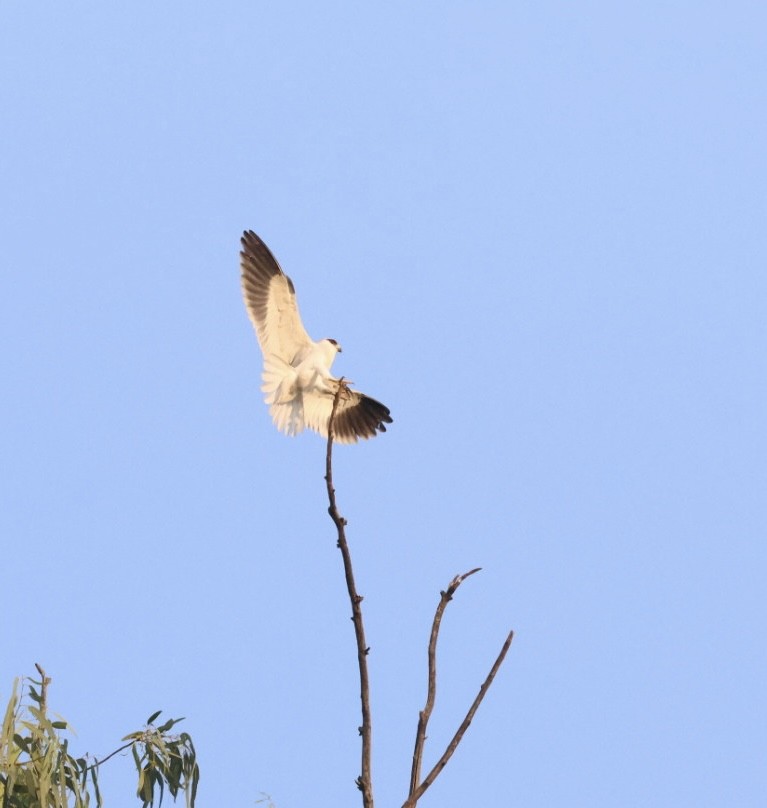 Black-winged Kite - ML644741116