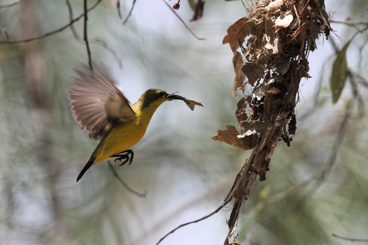 Sahul Sunbird - ML644741128