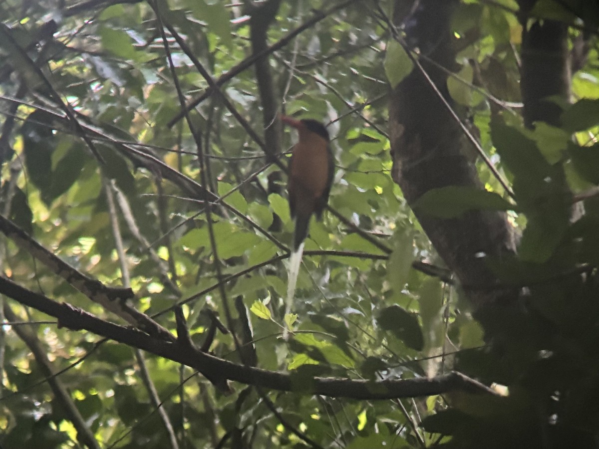 ledňáček rajský - ML644741129