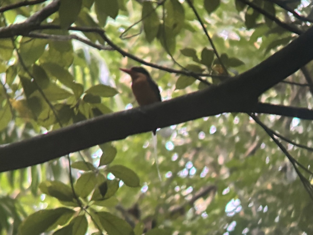 ledňáček rajský - ML644741130