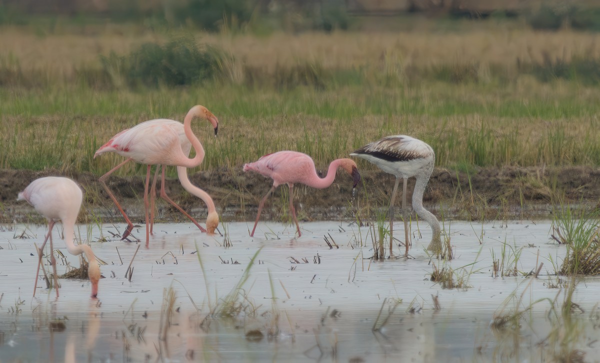 Zwergflamingo - ML644741143