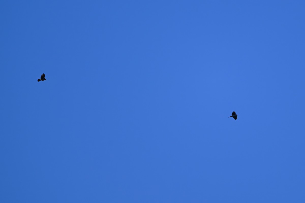 蒼鷹 - ML644741151