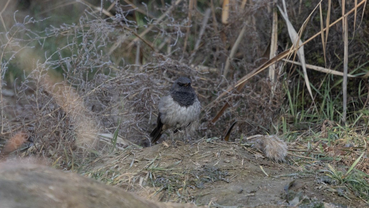 Kara Gerdanlı Ardıç - ML644741164